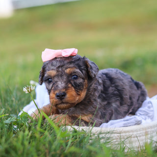 Dina - Available 9/3