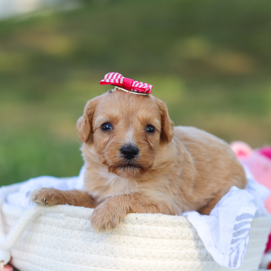 Daisy - Available 9/3