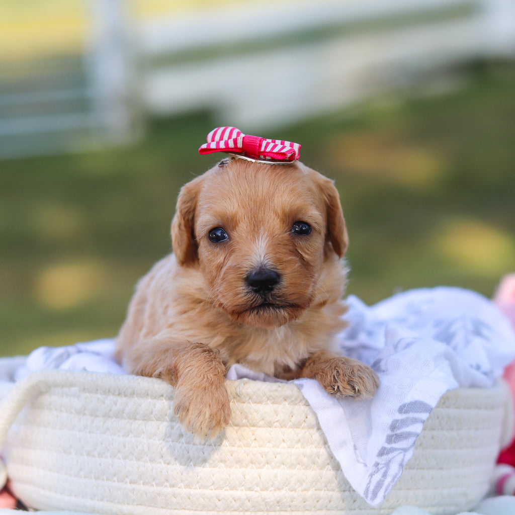 Daisy - Available 9/3
