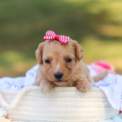 Daisy - Available 9/3