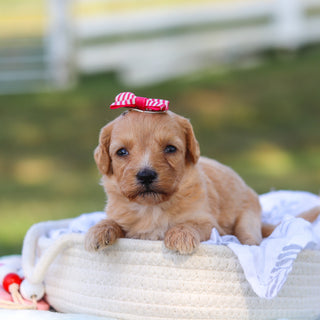 Daisy - Available 9/3