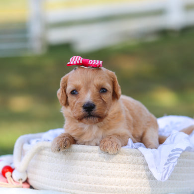Daisy - Available 9/3