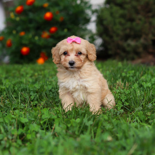 Daisy - Available 9/3