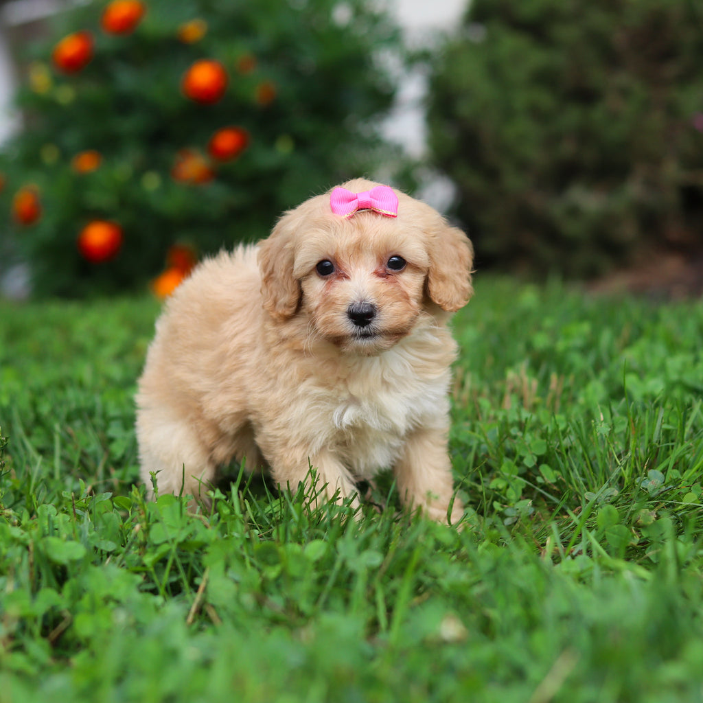 Daisy - Available 9/3