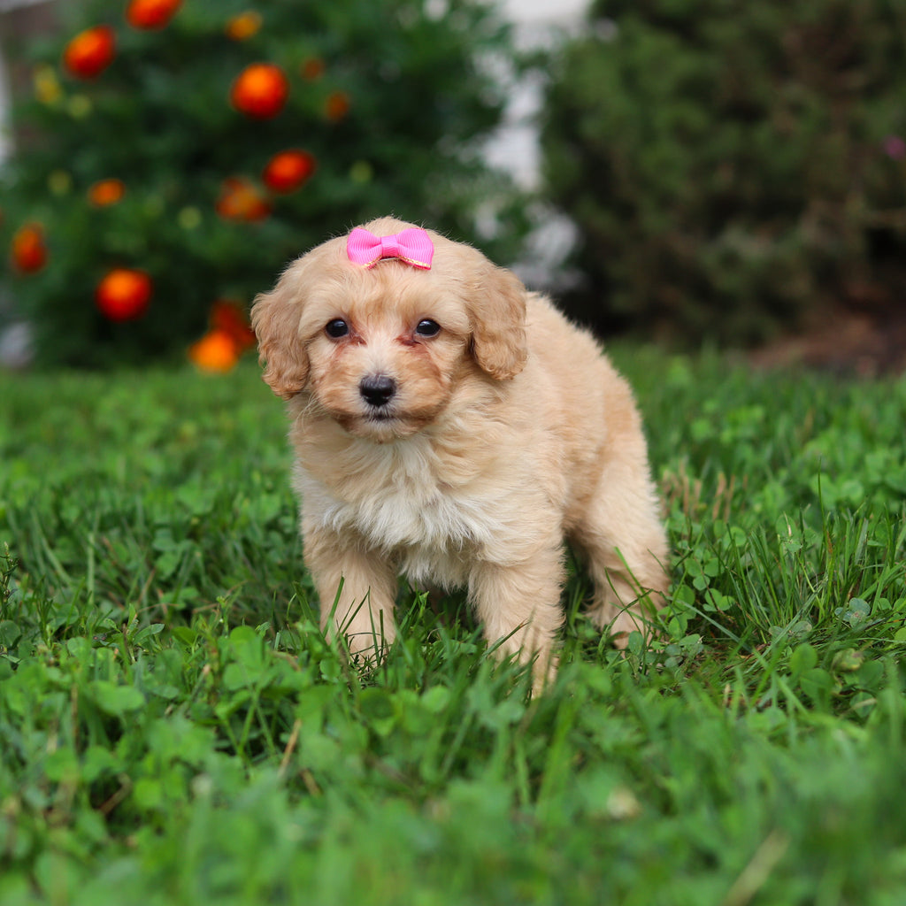 Daisy - Available 9/3