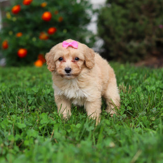 Daisy - Available 9/3