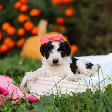 Renny - Available 10/22