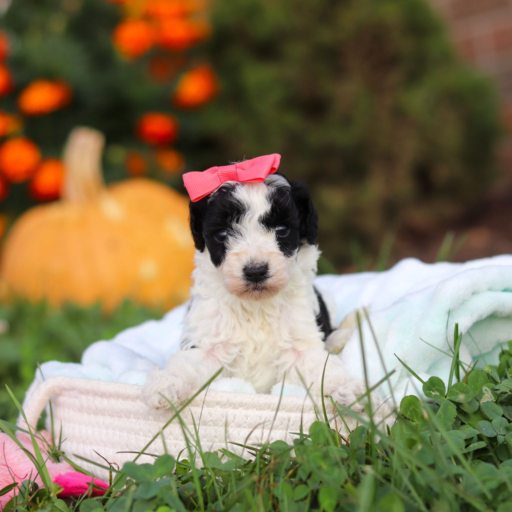 Renny - Available 10/22