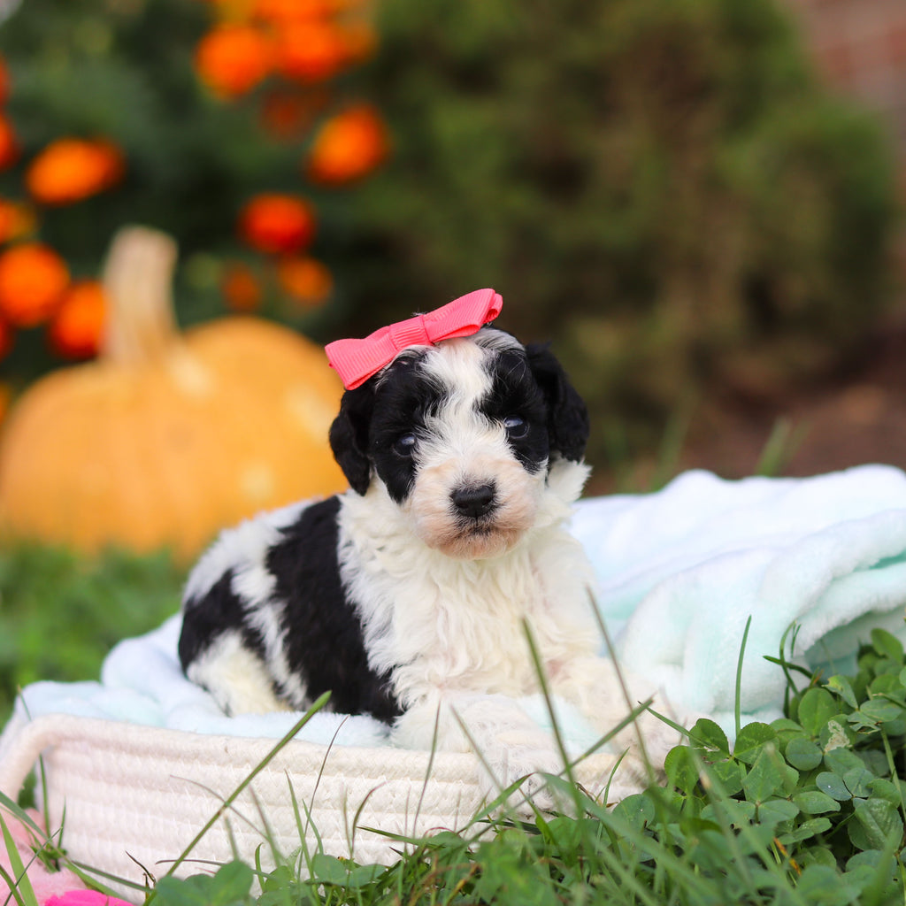 Renny - Available 10/22