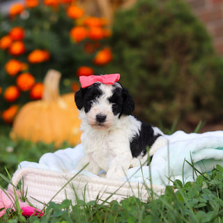 Renny - Available 10/22