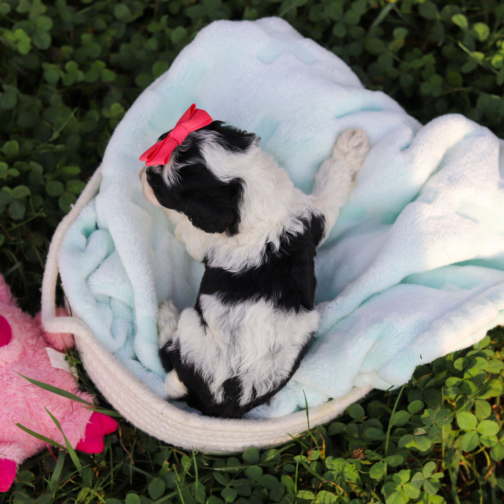Renny - Available 10/22