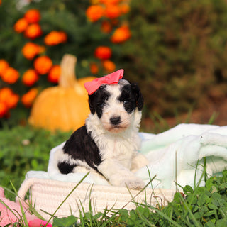 Renny - Available 10/22