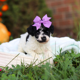 Reva - Available 10/22