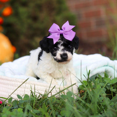 Reva - Available 10/22