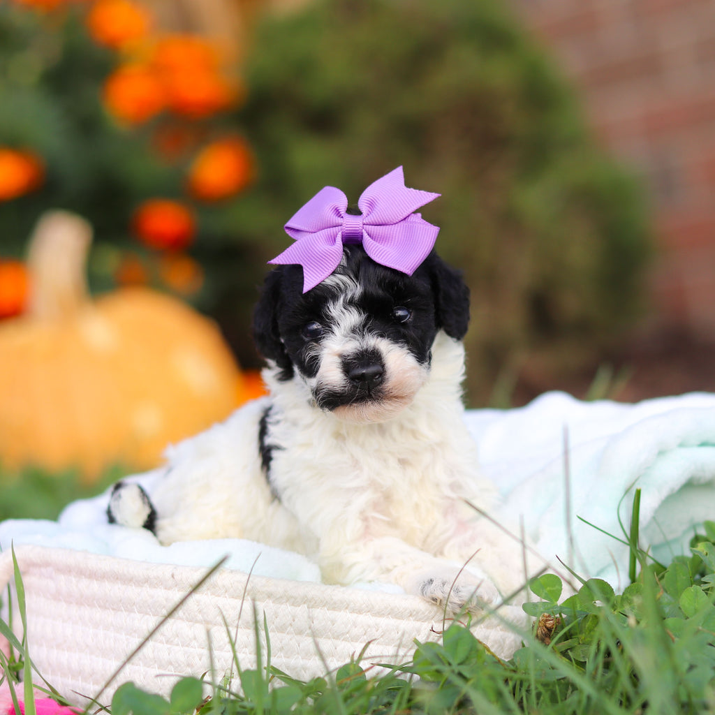 Reva - Available 10/22
