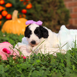 Rosie - Available 10/22