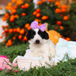 Rosie - Available 10/22