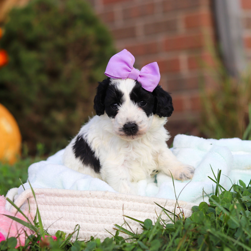Rosie - Available 10/22