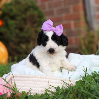 Rosie - Available 10/22