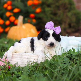 Rosie - Available 10/22