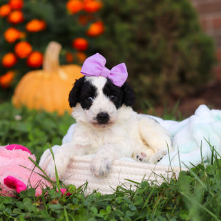 Rosie - Available 10/22
