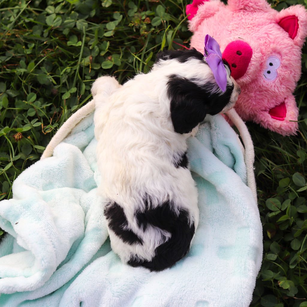 Rosie - Available 10/22