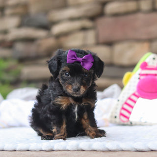 Effy - Available 8/27