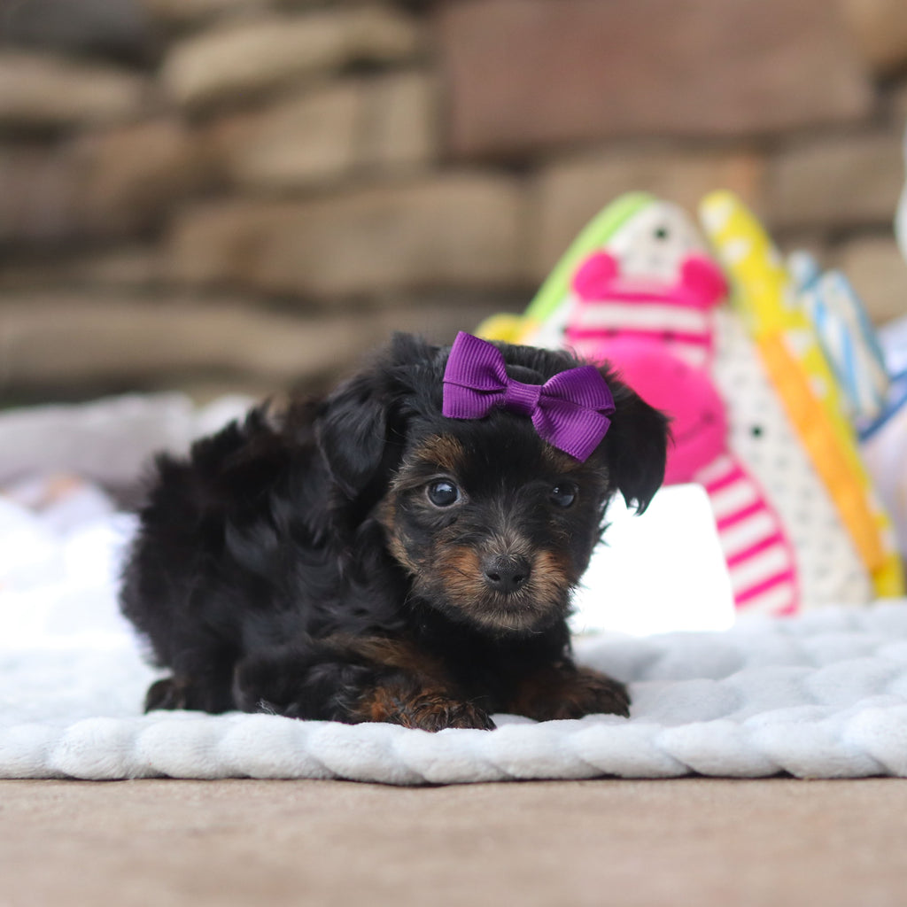 Effy - Available 8/27