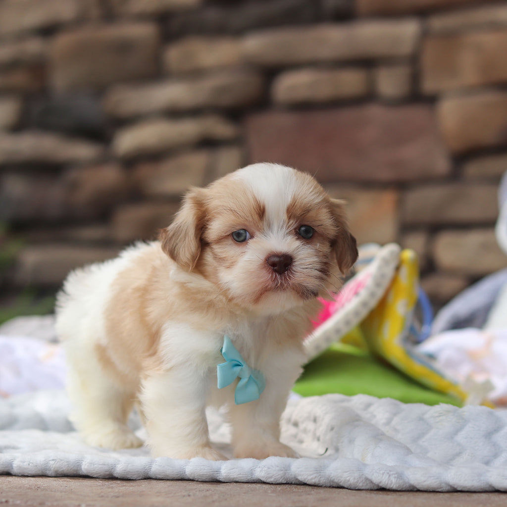 Gunther - Available 8/27