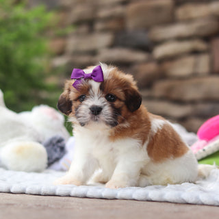 Gigi - Available 8/27