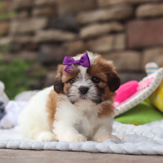 Gigi - Available 8/27