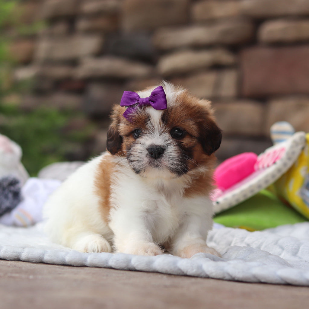 Gigi - Available 8/27