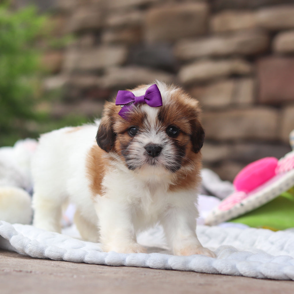 Gigi - Available 8/27