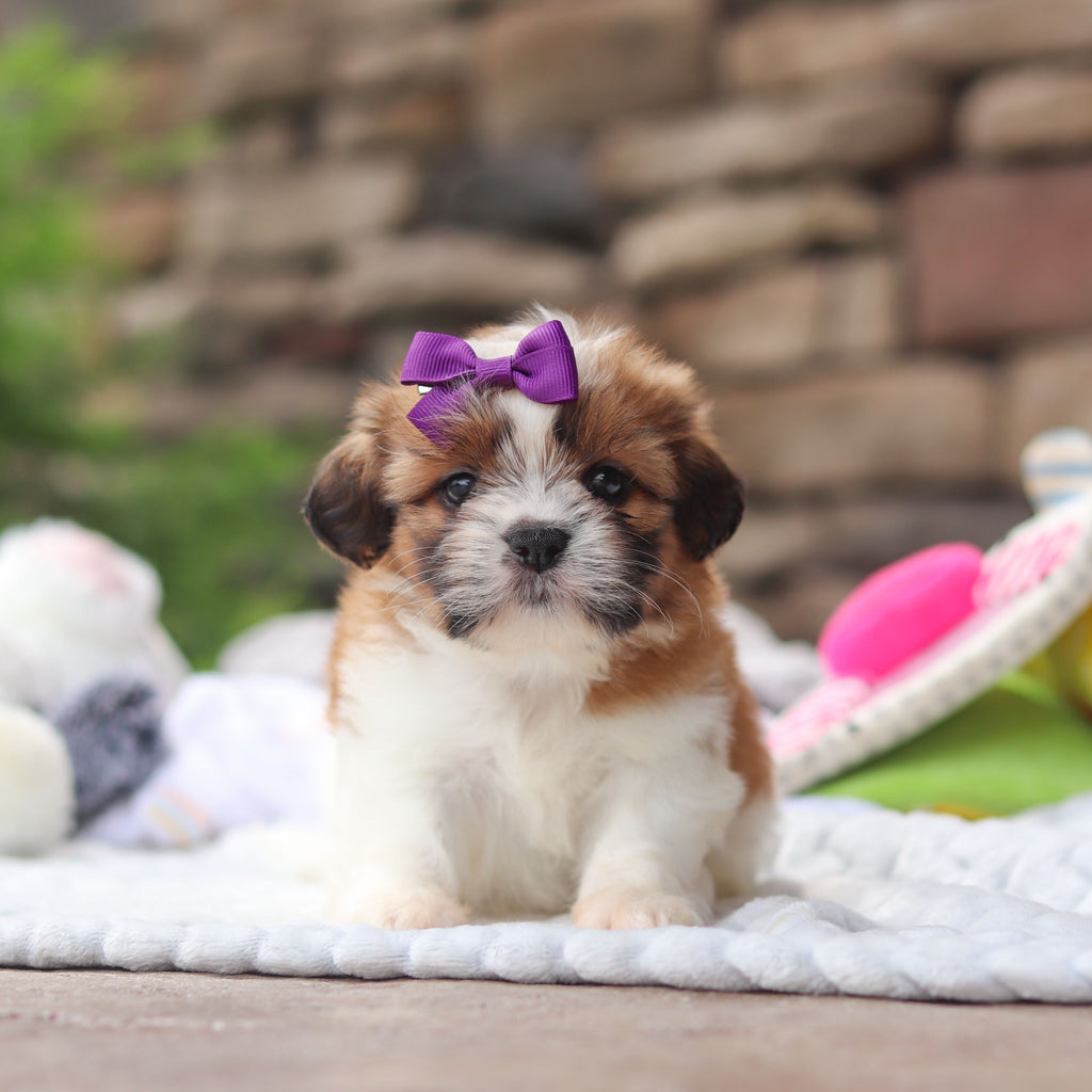 Gigi - Available 8/27