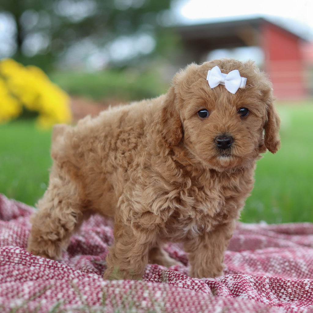 Moira - Available 11/12