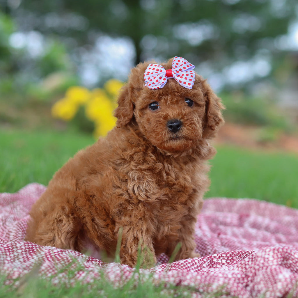 Ethnea - Available 11/12