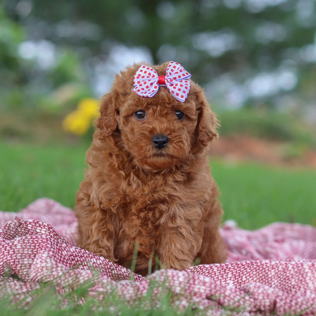 Ethnea - Available 11/12