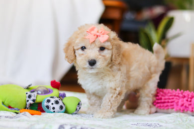 Willow - Available Now