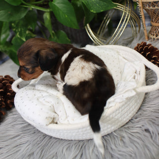 Kali - Available 2/4