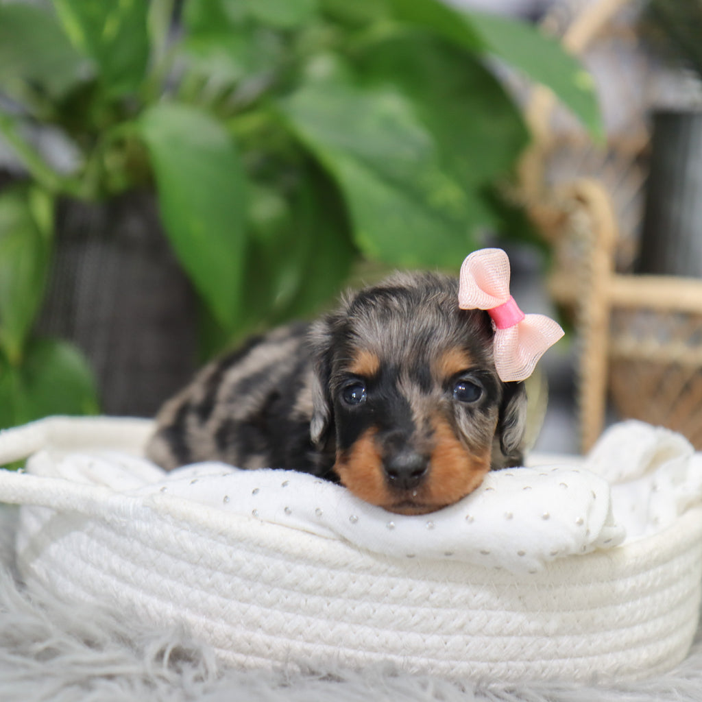 Quinn - Available 2/4