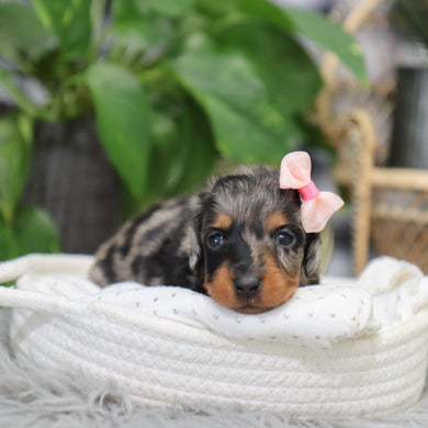 Quinn - Available 2/4