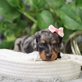 Quinn - Available 2/4