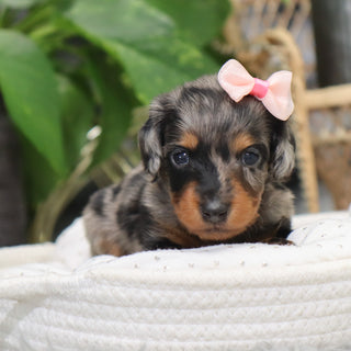 Quinn - Available 2/4