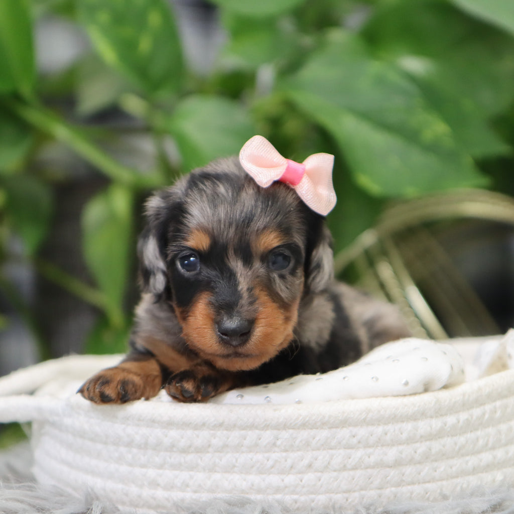 Quinn - Available 2/4