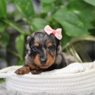 Quinn - Available 2/4