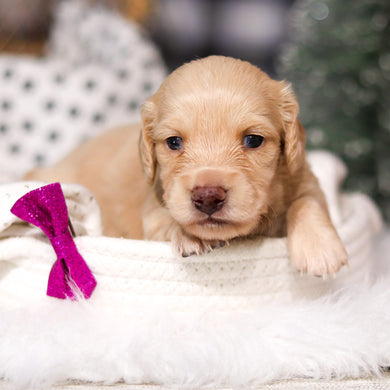 Chloe - Available 3/19