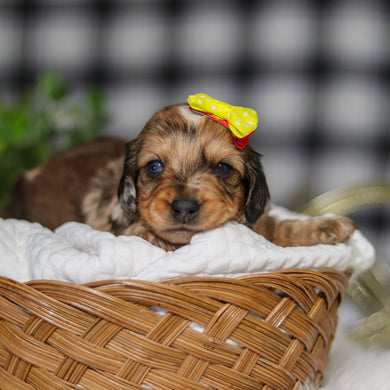 Mila - Available 4/2