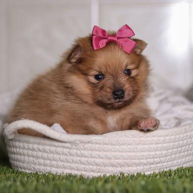 Posey - Available 2/25