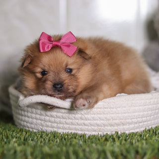 Posey - Available 2/25