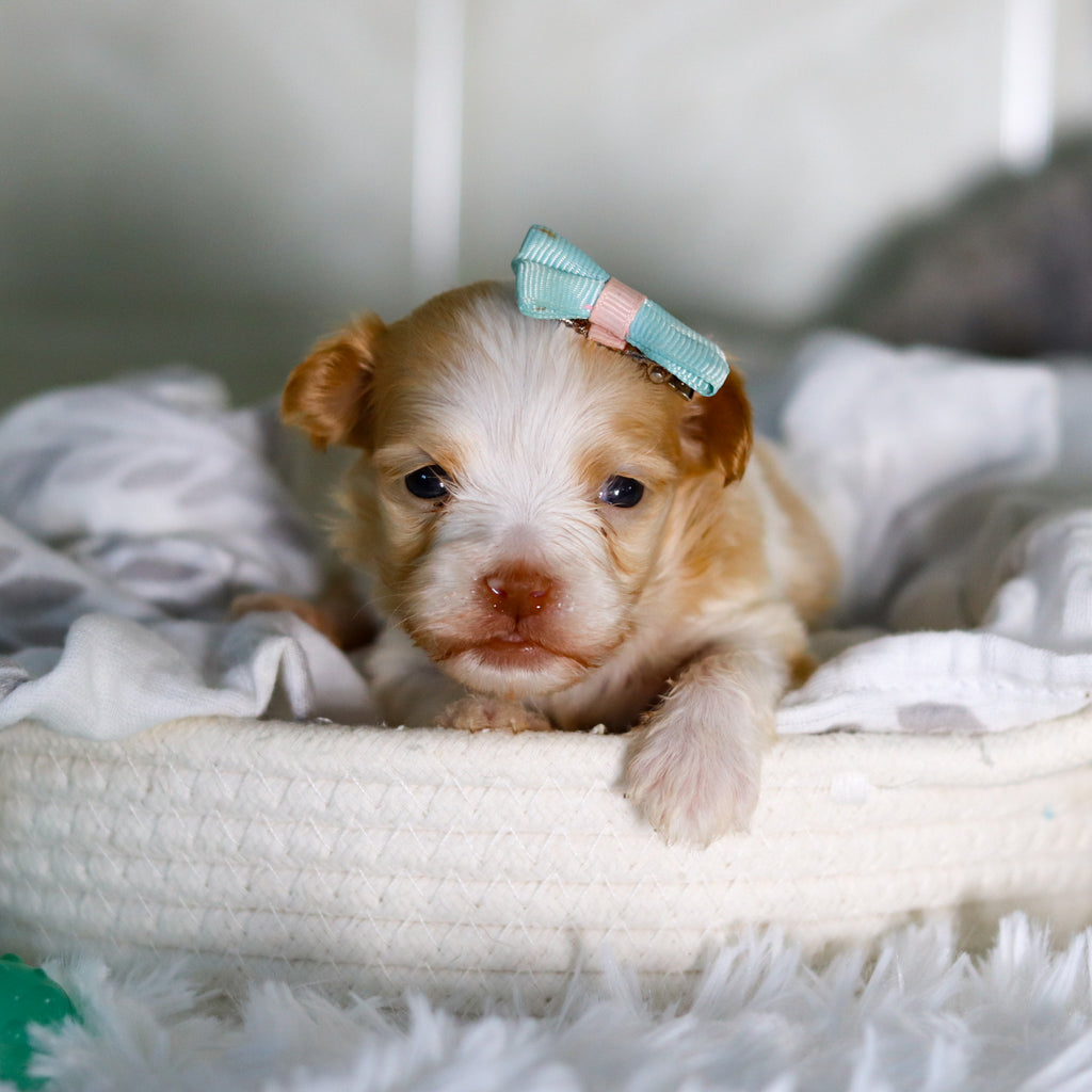 Ellie - Available 3/12